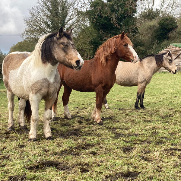 Chelsea, Brandy & Tiger Lily